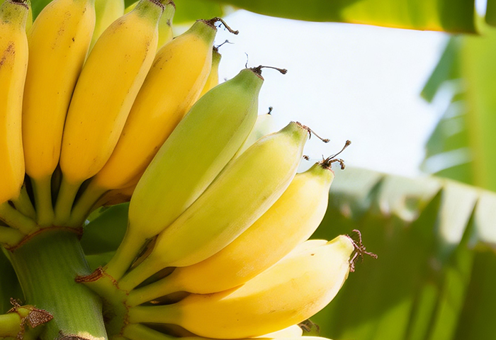 Philippine Banana Chips