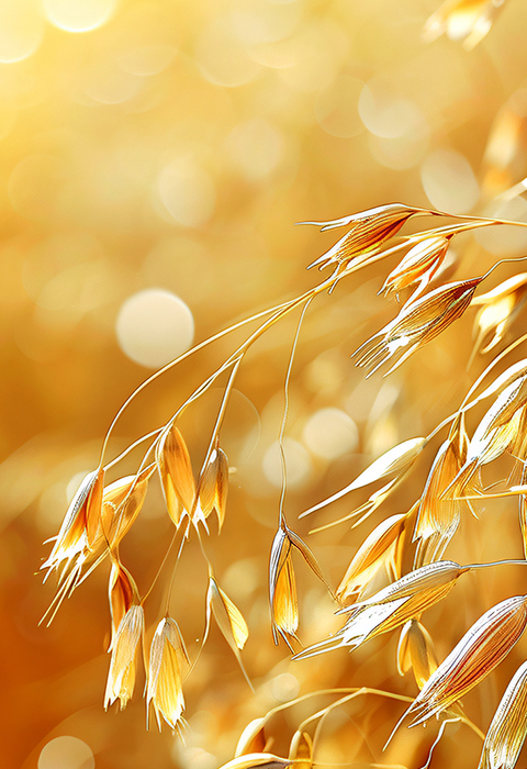 Sun-Ripened Oats from the World’s Finest Regions
